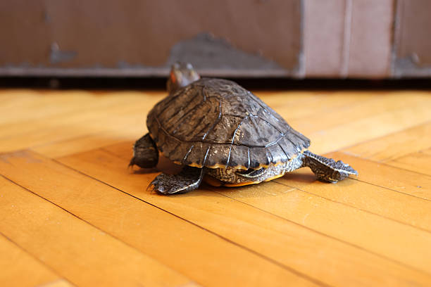 istock People care for and play with a pet red-eared turtle. 2215342572
