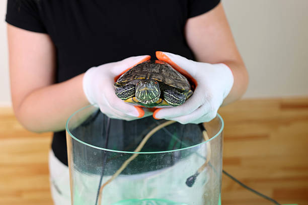 istock People care for and play with a pet red-eared turtle. 2215342576