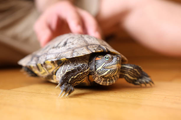 istock People care for and play with a pet red-eared turtle. 2215342585