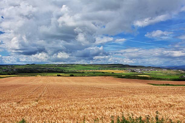 The view on green fields of Ireland