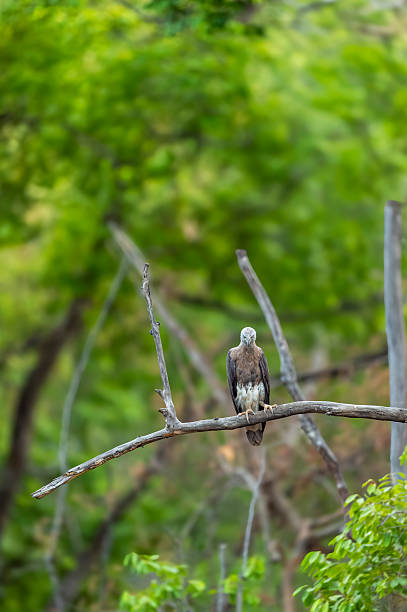 istock Grey headed Fish Eagle or Ichthyophaga ichthyaetus bandhavgarh national park forest tiger reserve madhya pradesh india bird peched high on branch natural scenic green background summer season safari 2215342753