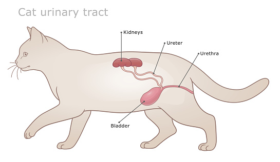 Cat Urinary Tract Veterinary Diagram Stock Illustration - Download ...