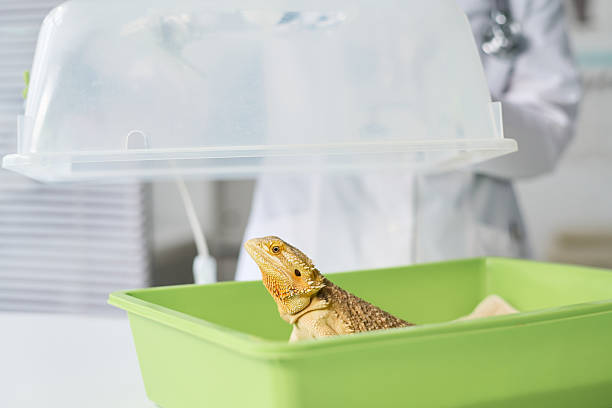 istock Unrecognizable Veterinarian Opening Pet Carrier with Iguana 2215345375