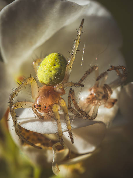 istock A Cucumber Spider next to it's freshly shed skin on a white flower 2215345582
