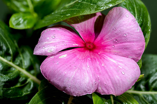 Pink  flowers with water after the raining.
