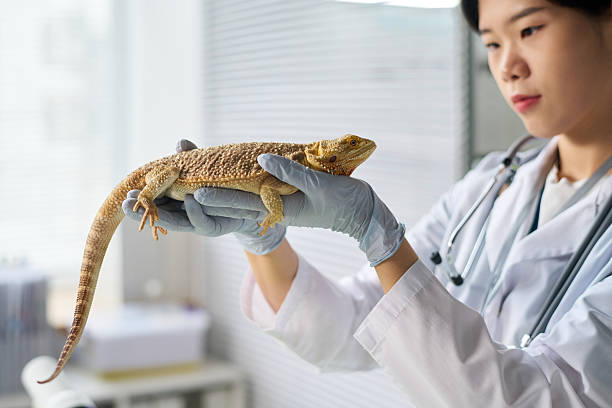istock Vet Checking State of Lizards Health 2215346265