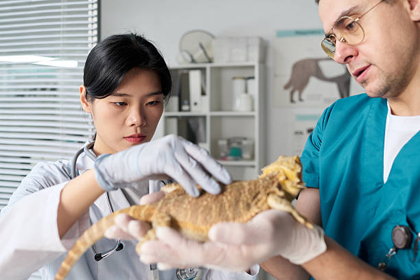 istock Young Caucasian Man Assisting Asian Vet 2215346403
