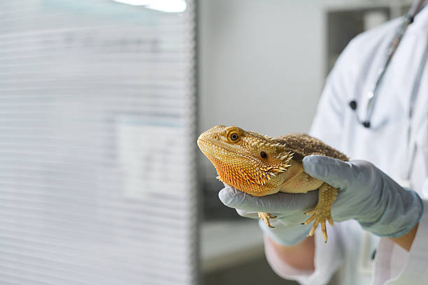 istock Unusual Pet in Vets Hands 2215346593