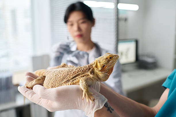 istock Doctor Holding Lizard in Hands For Check-up Closeup 2215346780