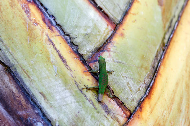 Gecko on a palm leaf in a forest in Madagascar.