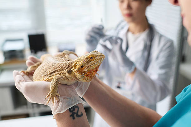 istock Male Doctor Holding Lizard in Hands for Vaccination 2215347279