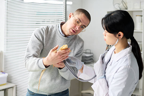 istock Pet Owner Holding Lizard During Check-up in Vet Clinic 2215347373