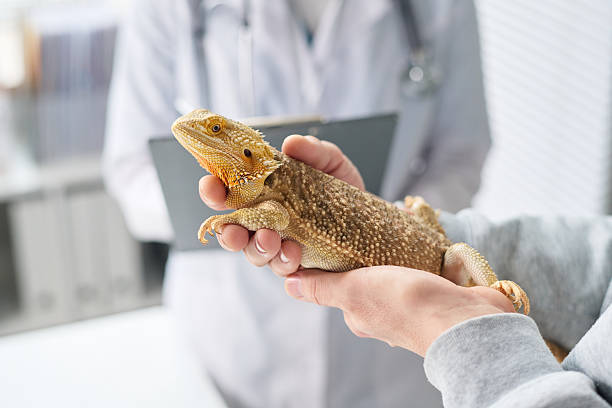 istock Unrecognizable Person Showing Lizard to Vet 2215347559