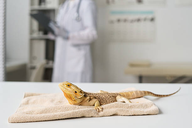 istock Small Iguana on Towel on Desk 2215348647