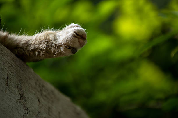 Close-up of a sleeping cat's paws on a wall.