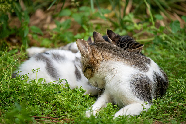 Cat and her kittens lying in the grass in a garden.