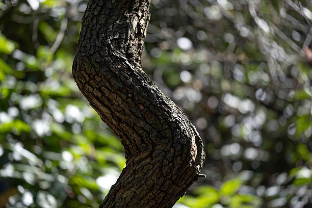 Curved tree trunk with cracked bark texture, photographed in a park with blurred green background. Ideal for use in nature-themed designs, textures, and forestry-related materials.