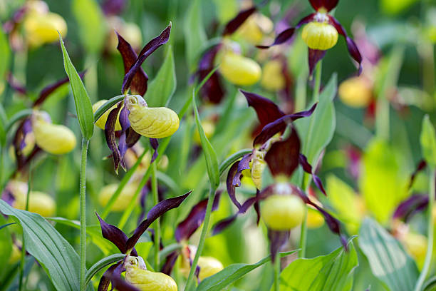 istock Lady Slipper (Cypripedium calceolus ) flowers in wildness 2215355207