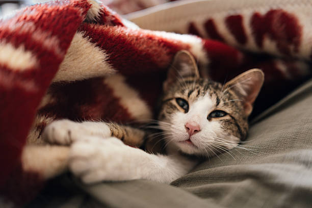 istock Cute Cat Wrapped in Blanket, Eyes Relaxed and Gentle 2215355312