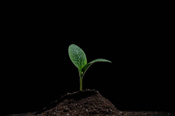 istock Zucchini sprout in dew drops on a black background. 2215355401