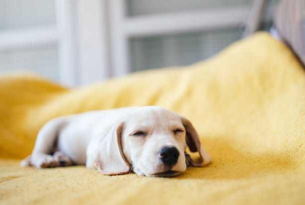 istock Adorable Puppy Sleeping Peacefully on Yellow Blanket 2215355545