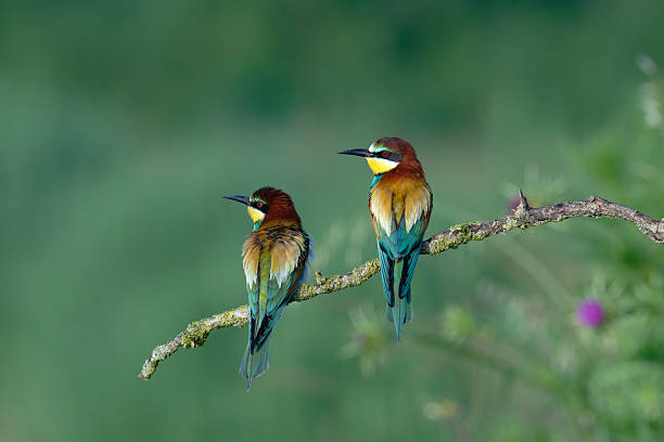 istock Pair of european bee-eaters 2215356730