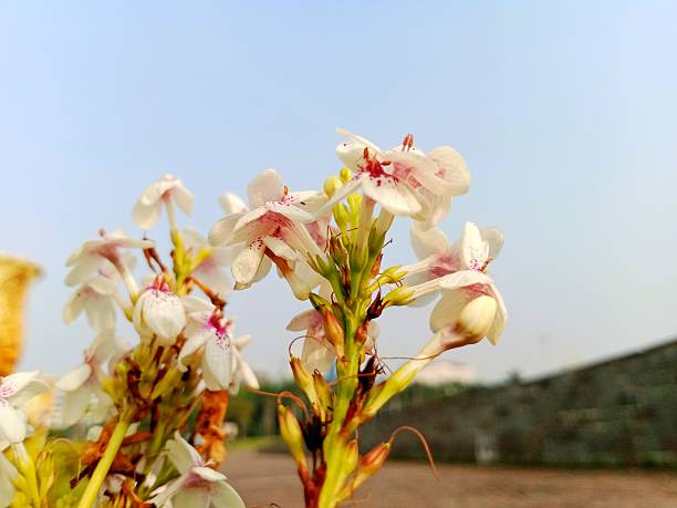 Jasmine pseuderanthemum plant