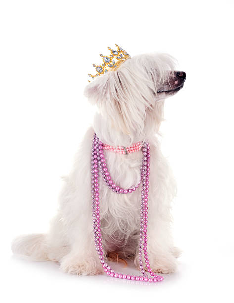 istock Chinese Crested Dog Powderpuff 2215358882