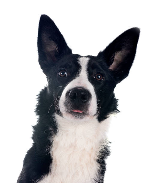 istock puppy border collie 2215358905
