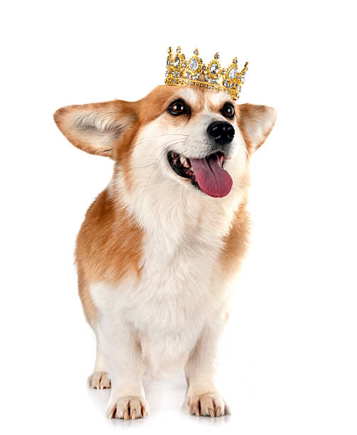 istock Pembroke Welsh Corgi 2215358915