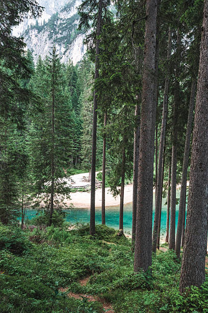 forest over the lake side in trentino