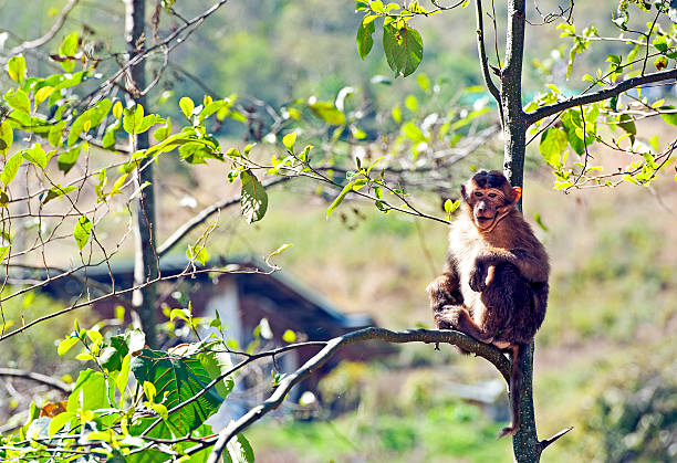 Lama Drukpa Kuenley, known as The Divine Madman, used unconventional ways of spreading the Buddha Dharma that alarmed people who nevertheless followed his teachings. The trail takes four and half hours, starting from Thinleygang Temple in the foothills of Dochula Pass and ends at Laptsakha village. The Royal Buddhist Kingdom of Bhutan, mountainous country in the Himalayas known for its monasteries, fortresses (or dzongs) and dramatic landscapes, ranging from subtropical plains to steep mountains and valleys, all of which are popular trekking destinations. Most famous landmark is Paro Taktsang monastery or Tiger’s Nest, clinging to precipitous cliffs above Paro Valley. Its Capital is Thimphu