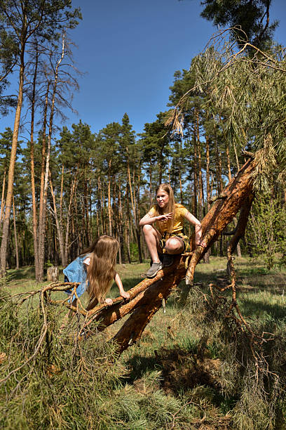Two school-age girls climb a wind-broken pine tree in the forest