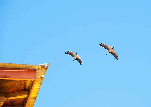 Black-necked Cranes, seen as an omen of good luck, about to migrate, Gangtey Valley, Bhutan.The Royal Buddhist Kingdom of Bhutan, mountainous country in the Himalayas known for its monasteries, fortresses (or dzongs) and dramatic landscapes, ranging from subtropical plains to steep mountains and valleys, all of which are popular trekking destinations. Most famous landmark is Paro Taktsang monastery or Tiger’s Nest, clinging to precipitous cliffs above Paro Valley. Its Capital is Thimphu