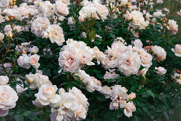 istock Beautiful English blooming rose garden 2215362869
