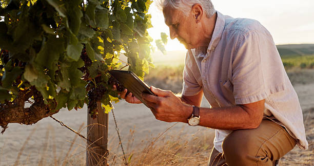 istock Farming, vineyard and senior man with tablet, agriculture and digital app for quality control. Farmer, business owner and mature person with tech, inspection and harvest with industry and inventory 2215366920