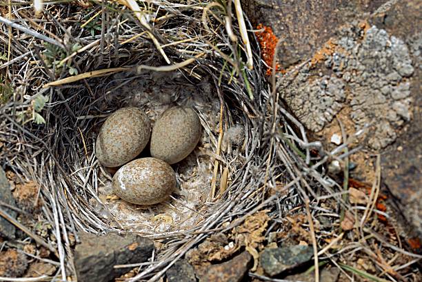 istock Three bird eggs in a nest in the mountains 2215368543