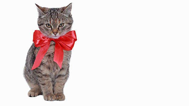 istock Festive Kitten with Red Bow on White Background 2215369283