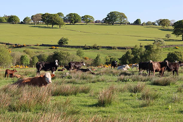 istock Herd of cows in a field 2215370610