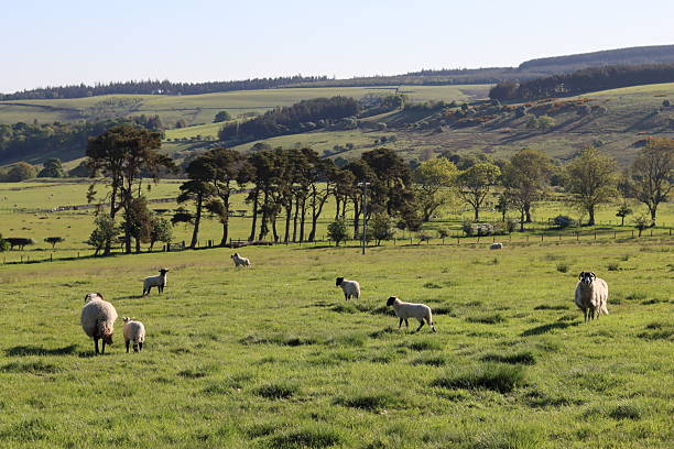 istock Sheep with lambs in a field in spring sunshine 2215370789