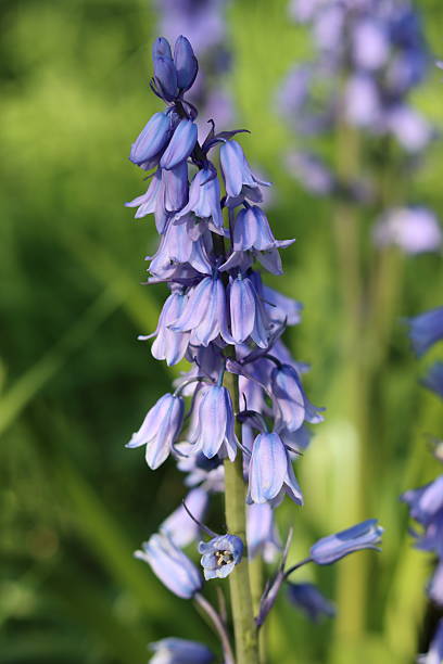 istock Wild bluebells in a spring woodland 2215371059