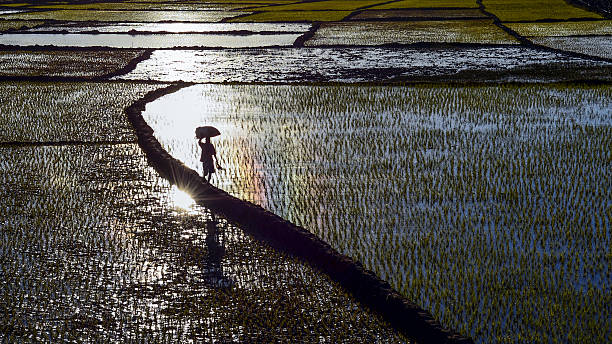istock Rice paddy at sunset in Madagascar 2215372865