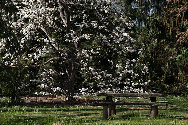 A rustic wooden bench stands beneath a white flowering tree in a quiet spring park. Surrounded by green grass and tall trees, this tranquil scene is ideal for concepts of relaxation, seasonal beauty, nature, and mindfulness.