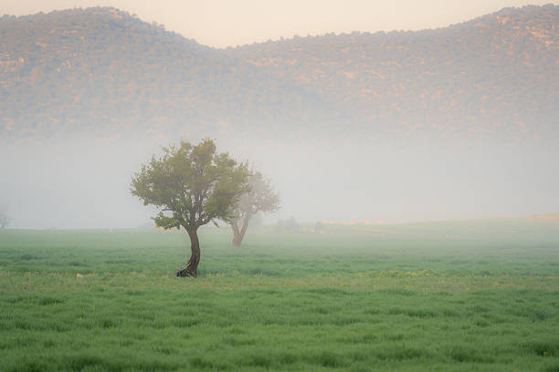Lone green tree in misty field with soft mountain background