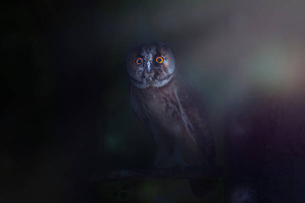 istock Artistic wildlife photography. Nature background. 2215374426