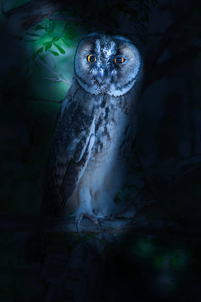istock Artistic wildlife photography. Nature background. 2215375105