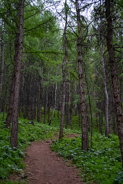 istock Dense forest trees on the edge of the forest 2215376120