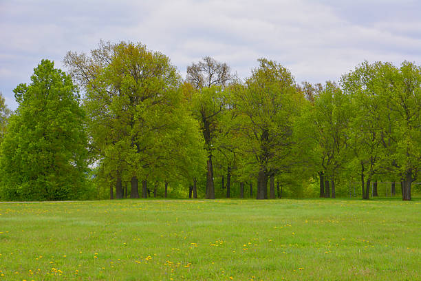 istock A vibrant green meadow with oak trees under a cloudy sky 2215379941