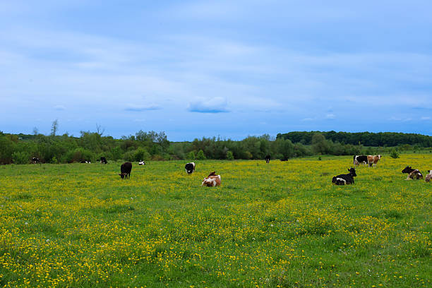 istock On a wide green meadow covered with yellow flowers, cows graze peacefully under a blue sky with light clouds. Natural harmony and rural idyll are reflected in this panoramic scene. 2215381933
