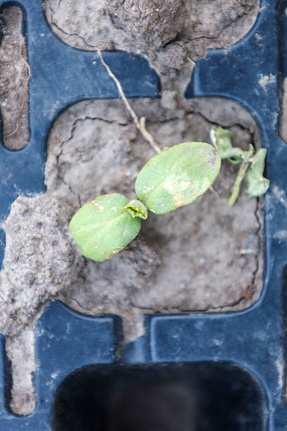 A young seedling with two green leaves emerges from dry soil in a blue plastic form. Its delicate leaves contrast with the rough texture of the earth.